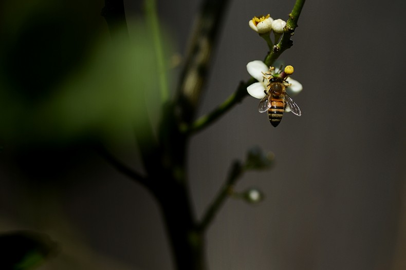 bee on a branch