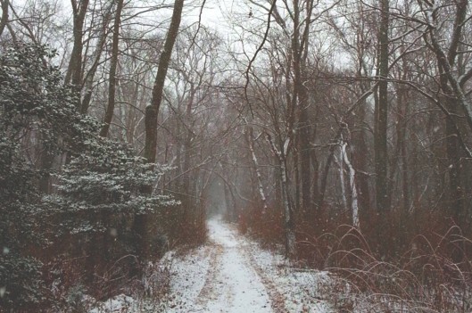 Snow covered road in nature