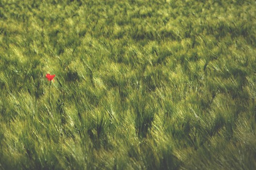 Red flower in a field
