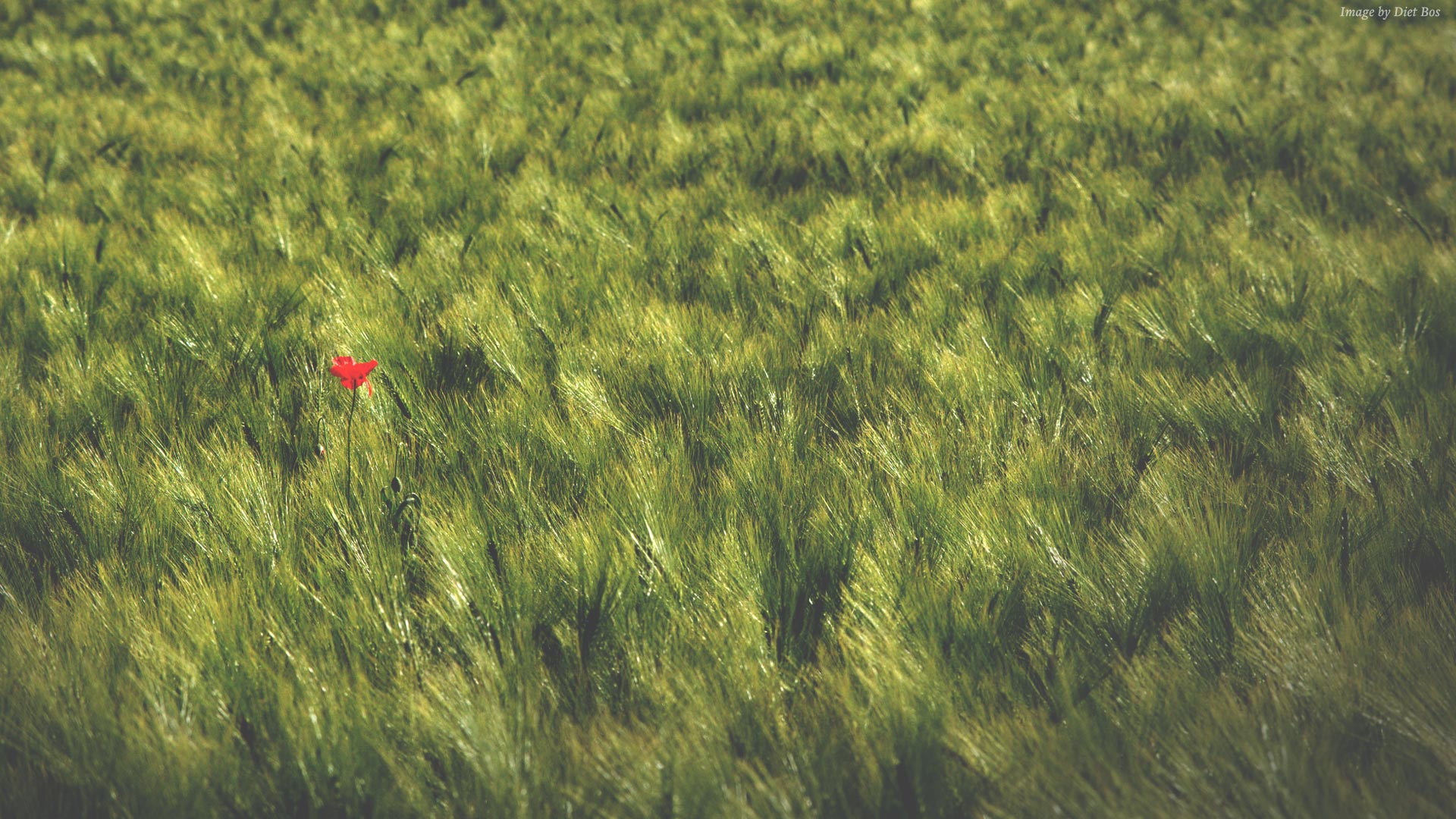 Red flower in a field